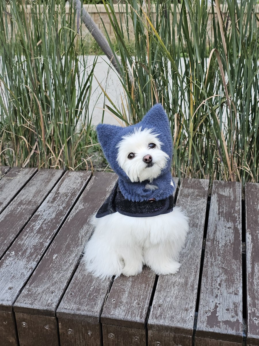 ssalpowder's tweet photo. 쌀냥이 https://t.co/8ah89Is9R4