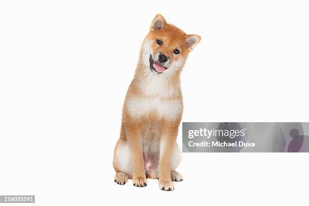 esotericpigeon's tweet photo. Getty Images is shutting down due to AI.

They gave us so many generational memes

Stock coin.

Pair every stock meme to it and run them as layer-2 coins.

Pumpfun creator fees to their Github org. https://t.co/dI47xsGA24