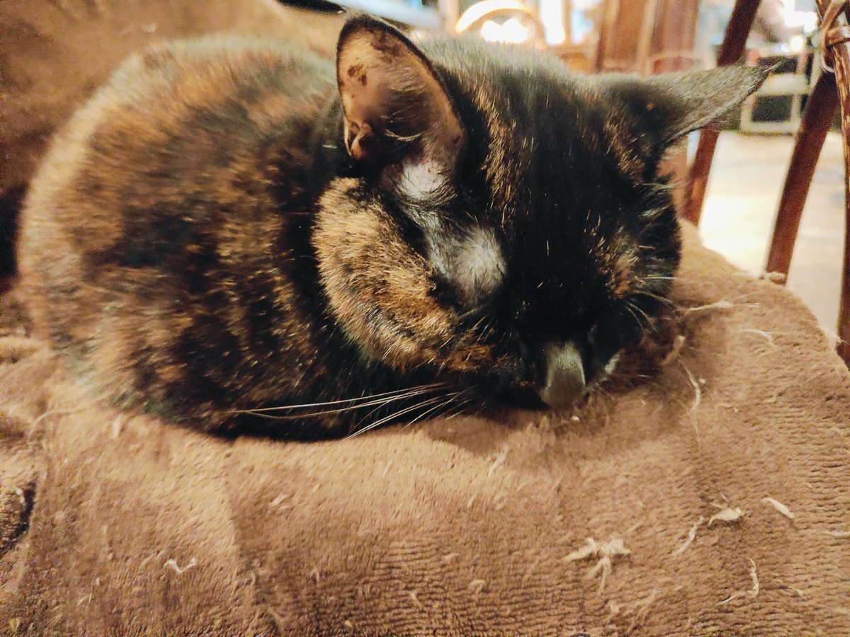 mikoyan00's tweet photo. 本日の犬猫 https://t.co/f3Zi0Nxh6s