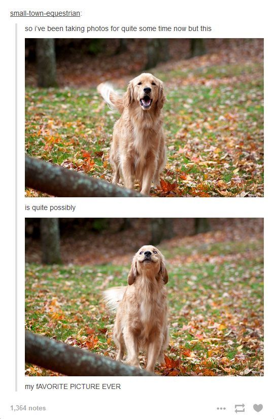 WholesomeMeme tweet picture