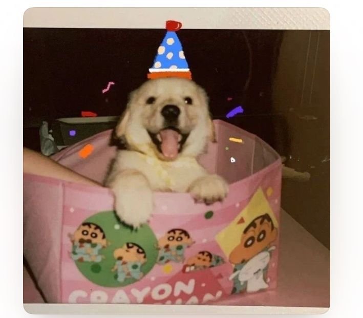 RosaMaltz's tweet photo. It's my birthday today #yay https://t.co/Rr5xAPN1Y1