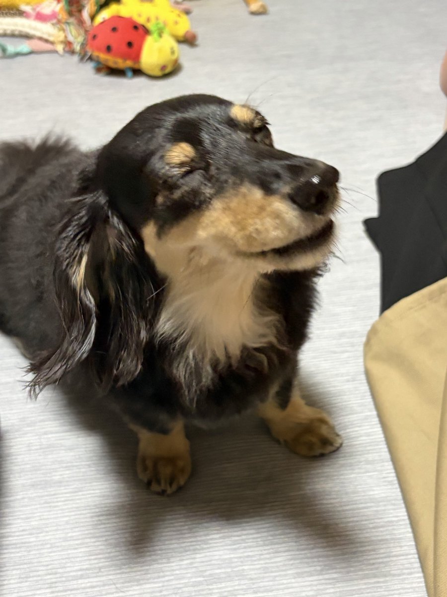 alice_200816's tweet photo. 🐶　😄→🤪→☺️→🤣 https://t.co/WOnpfqNeLY