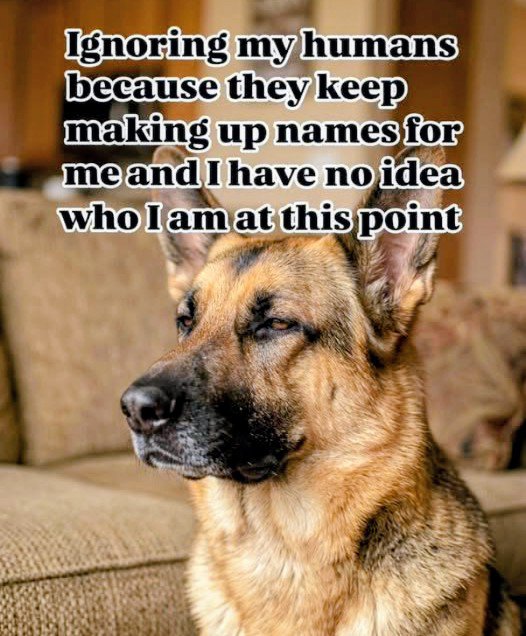 DogOwnersGlobal's tweet photo. True words 👇😉 #Dogs #Doglovers https://t.co/LBqnN6OFTP
