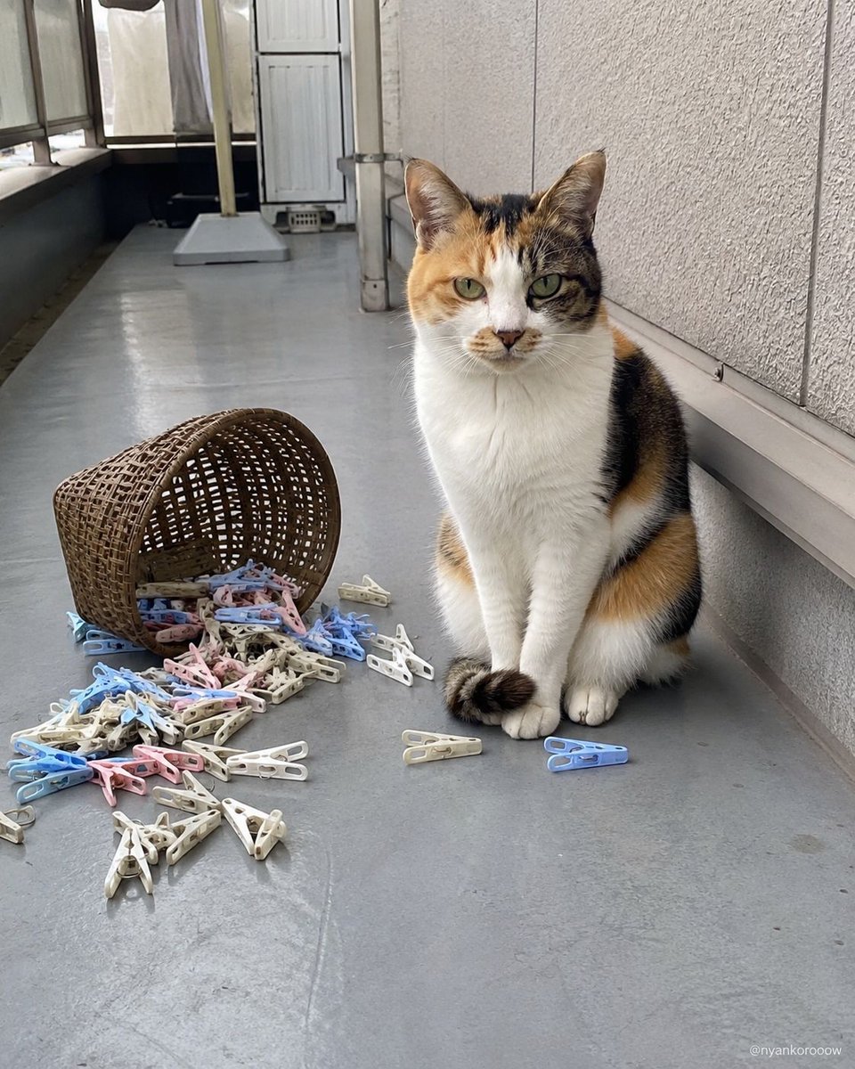 nyankorooow's tweet photo. 猫はやらかした直後ほど、逃げずにこちらを見てくる。潔白ではなく、圧で押し切るために。 https://t.co/hvWxZzEP79