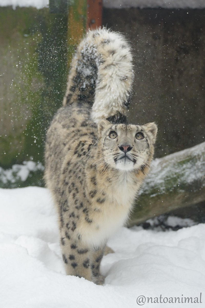 natoanimal's tweet photo. 今日は世界ユキヒョウの日です。
ユキヒョウは環境問題や人間との軋轢により絶滅の危機にさらされています。
この美しい生き物が絶滅しないよう一人ひとりが出来ることに取り組みたいですね。
ユキヒョウの未来が明るいものとなりますように・・・
#世界ユキヒョウの日 #ユキヒョウ #snowleopard https://t.co/HErYAoALUL