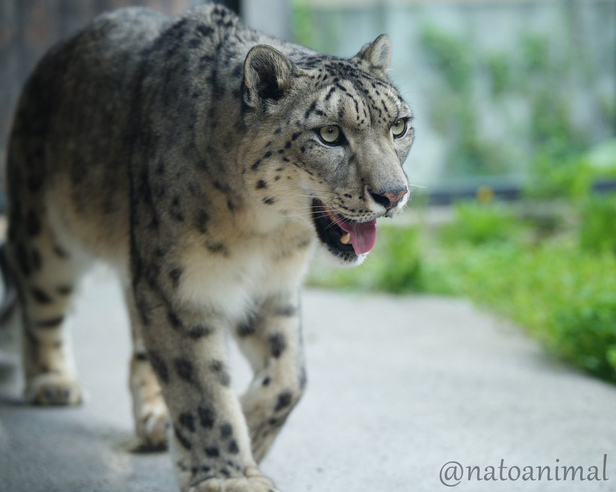 natoanimal's tweet photo. 今日は世界ユキヒョウの日です。
ユキヒョウは環境問題や人間との軋轢により絶滅の危機にさらされています。
この美しい生き物が絶滅しないよう一人ひとりが出来ることに取り組みたいですね。
ユキヒョウの未来が明るいものとなりますように・・・
#世界ユキヒョウの日 #ユキヒョウ #snowleopard https://t.co/HErYAoALUL