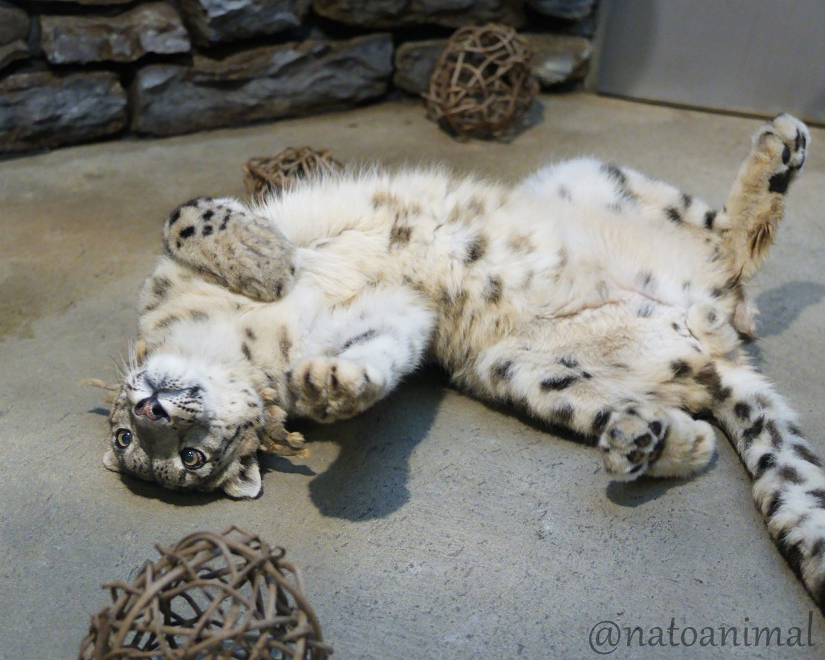 natoanimal's tweet photo. 今日は世界ユキヒョウの日です。
ユキヒョウは環境問題や人間との軋轢により絶滅の危機にさらされています。
この美しい生き物が絶滅しないよう一人ひとりが出来ることに取り組みたいですね。
ユキヒョウの未来が明るいものとなりますように・・・
#世界ユキヒョウの日 #ユキヒョウ #snowleopard https://t.co/HErYAoALUL