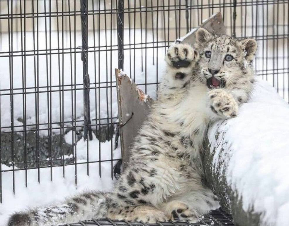 Thanawin_Sukkor's tweet photo. World Snow Leopard Day 23/10 https://t.co/wwmoQ758Ze