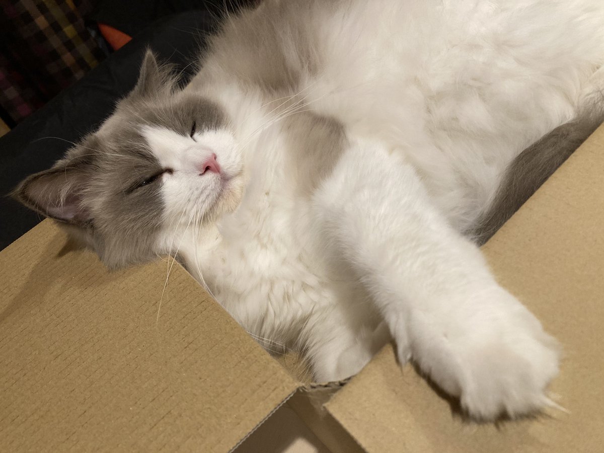 baron0416's tweet photo. おやすみ、猫
#ラグドール https://t.co/e1fmdEmRqX