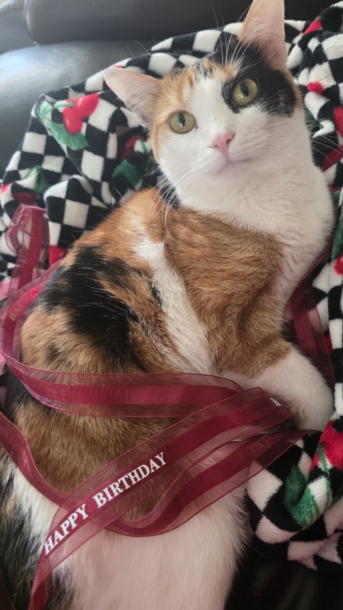 Taiga_Chama's tweet photo. It's Miss Maple's birthday today! She is officially 3 years old! Remember when I found her as a kitten? How time flies...

Can you guys wish her a happy birthday? 🥺 If I have time today we can have her birthday churu on stream! https://t.co/r5CZVphK3A