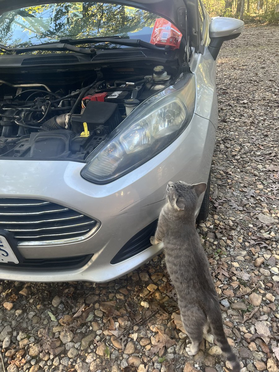 petcat88's tweet photo. meowchanic https://t.co/bUi6PPweUZ