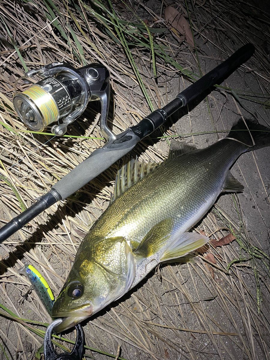 angler_ryo26's tweet photo. 新しい仲間！
18ステラ3000MHG！
使った瞬間剛性半端なさ過ぎてビビった。 https://t.co/gpZj1qiHAR