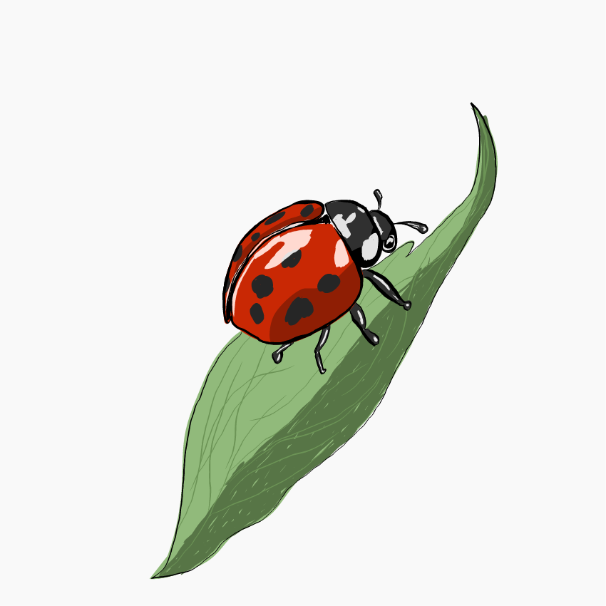 marteta91182's tweet photo. #inktober #inktober2026 #animaltober #Ink #tinta #ilustracion #ilustrator #inktoberday27 #inktober2026day27 #marieta #mariquita #ladybug https://t.co/rZPv2v3h66