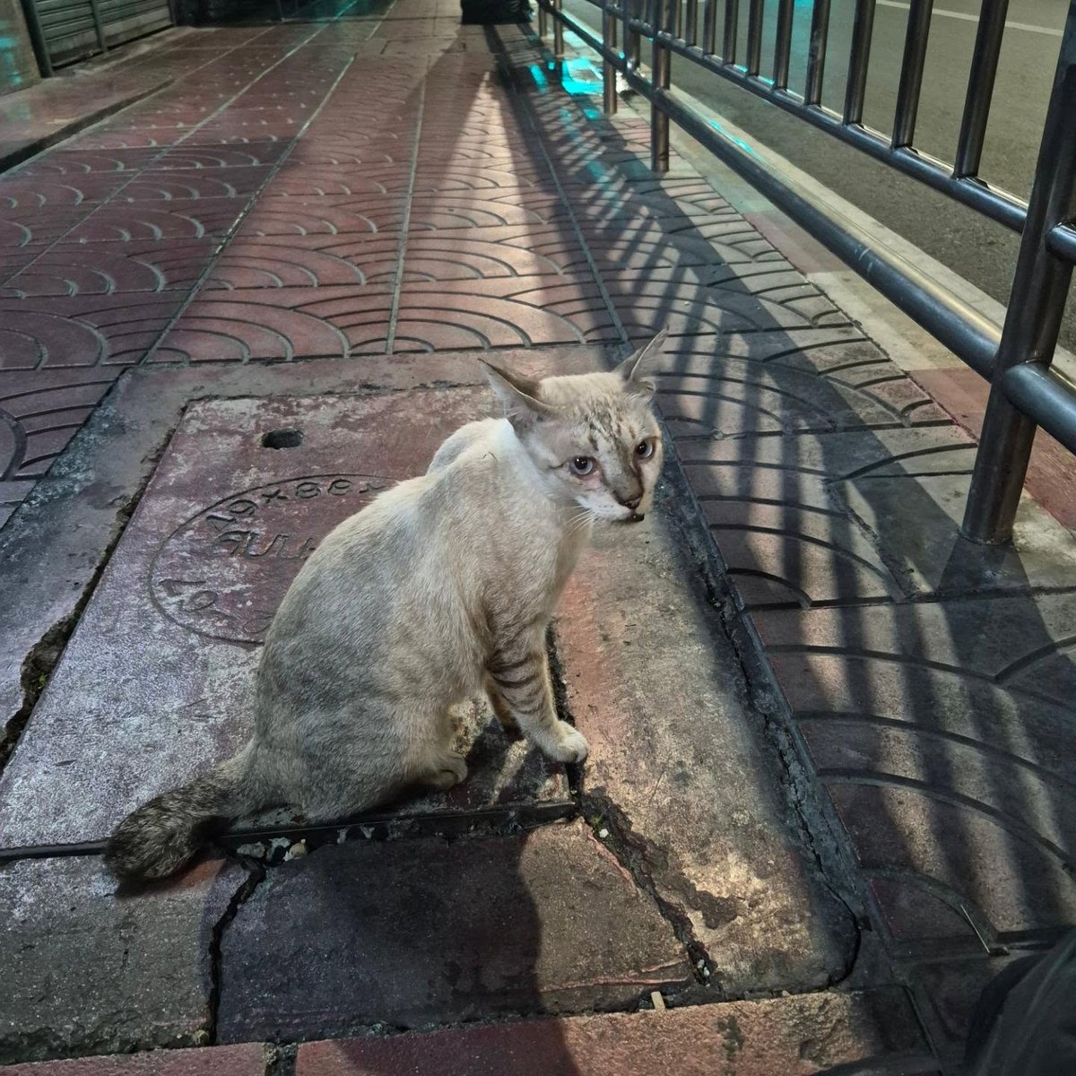PERRYMACONHEIRO's tweet photo. Wolves in BKK 
Part I 
July 2026 https://t.co/LcIhMhZWTl