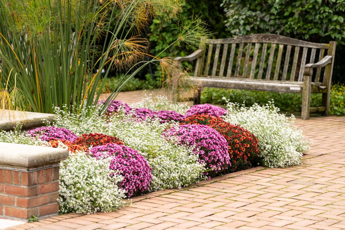 chicagobotanic's tweet photo. Chrysanthemum 'Cosmic Lunar Pink’ is a late-season blooming mum with excellent color retention and mounded habit. Perfect for beds and containers, they are frost-tolerant and grow 14”-24” tall and 20”-36” wide. See this plant from @BallHort in the Welcome Plaza and Circle Garden. https://t.co/c6vRUOtW8g