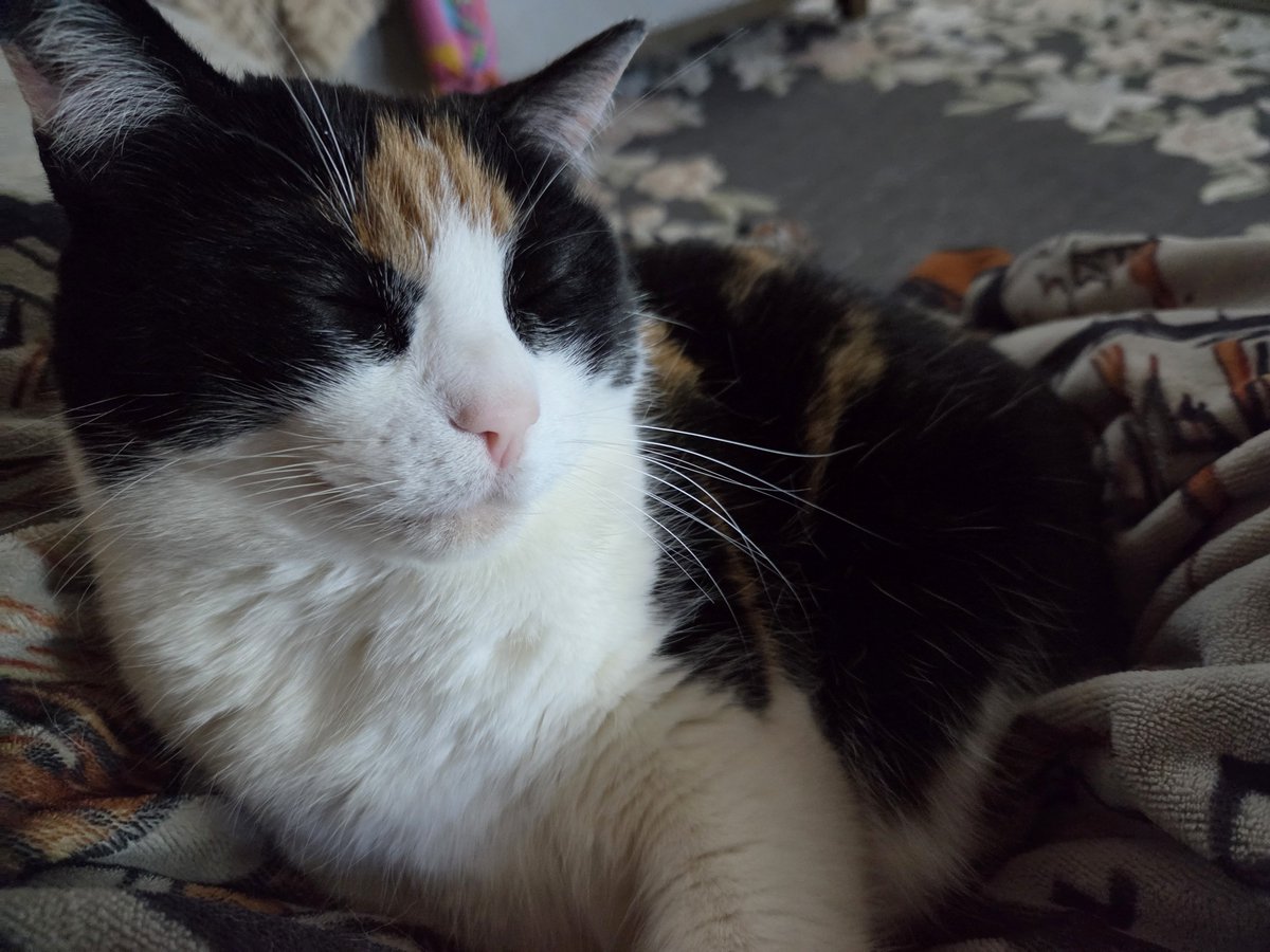 Pyroillustrates's tweet photo. Waffles my cat https://t.co/tdqwdBotrD