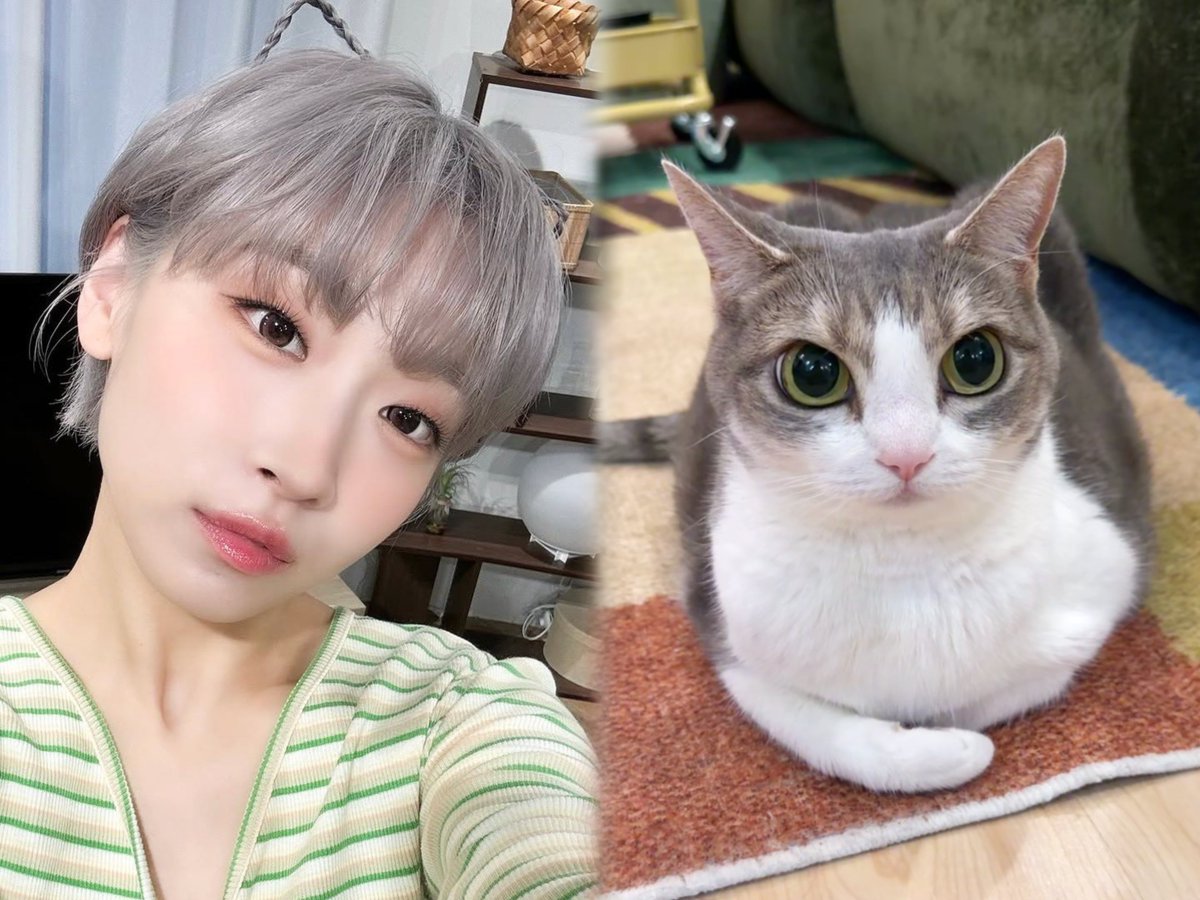 jisoosuki_'s tweet photo. 🐆 ↔️ 🐱 https://t.co/5GJwmSqWn1