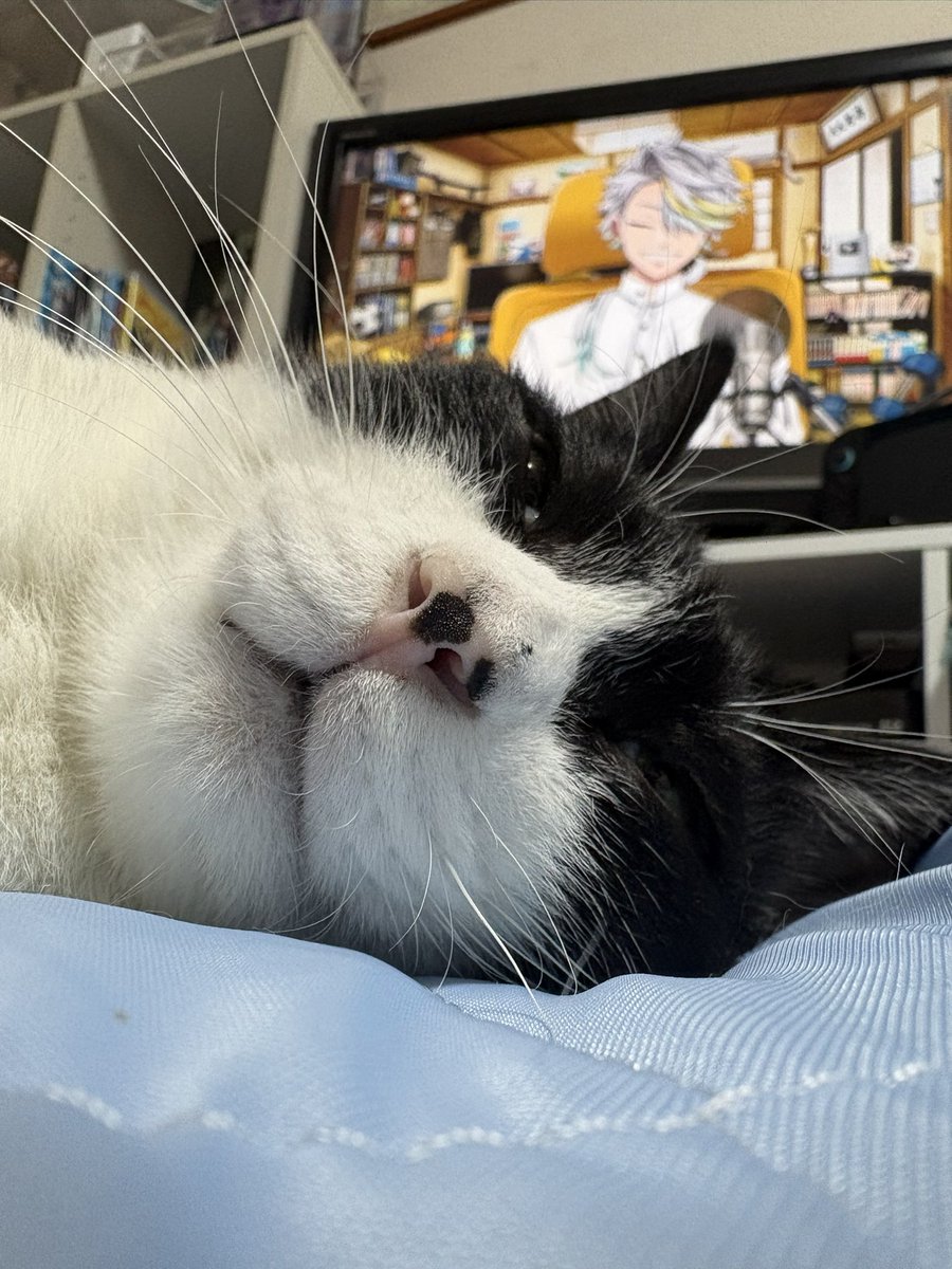 mmm1132err's tweet photo. ねことメイカちゃん https://t.co/MdxRsJNW6B