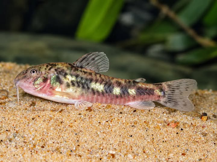 FelipeAlonsoBio's tweet photo. Urkumayu micracanthus (Regan, 1912)
Una pequeña joya de los ríos de montaña del noroeste de la cuenca del plata.
Esta especie de bagre acorazado de la familia Callichthyidae es endémica de la cuenca alta del río Bermejo, donde habita ríos y arroyos de las Yungas
📷 Pablo Calviño https://t.co/9gtMzX8OG3