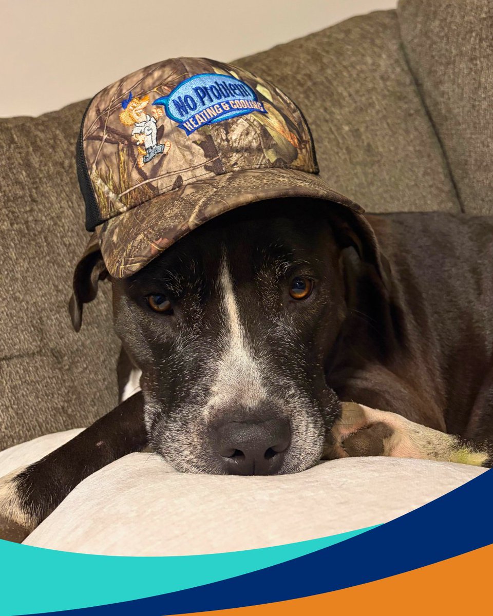 NPMHVAC's tweet photo. Now that’s one cool customer! Looks like our newest #HVAC expert approves of keeping #Missouri homes comfortable the #NoProblem way. Book your next repair or system upgrade 👉 https://t.co/d45RNthKid or call 636-486-7773 🐶🏠 https://t.co/YEI368YCvE
