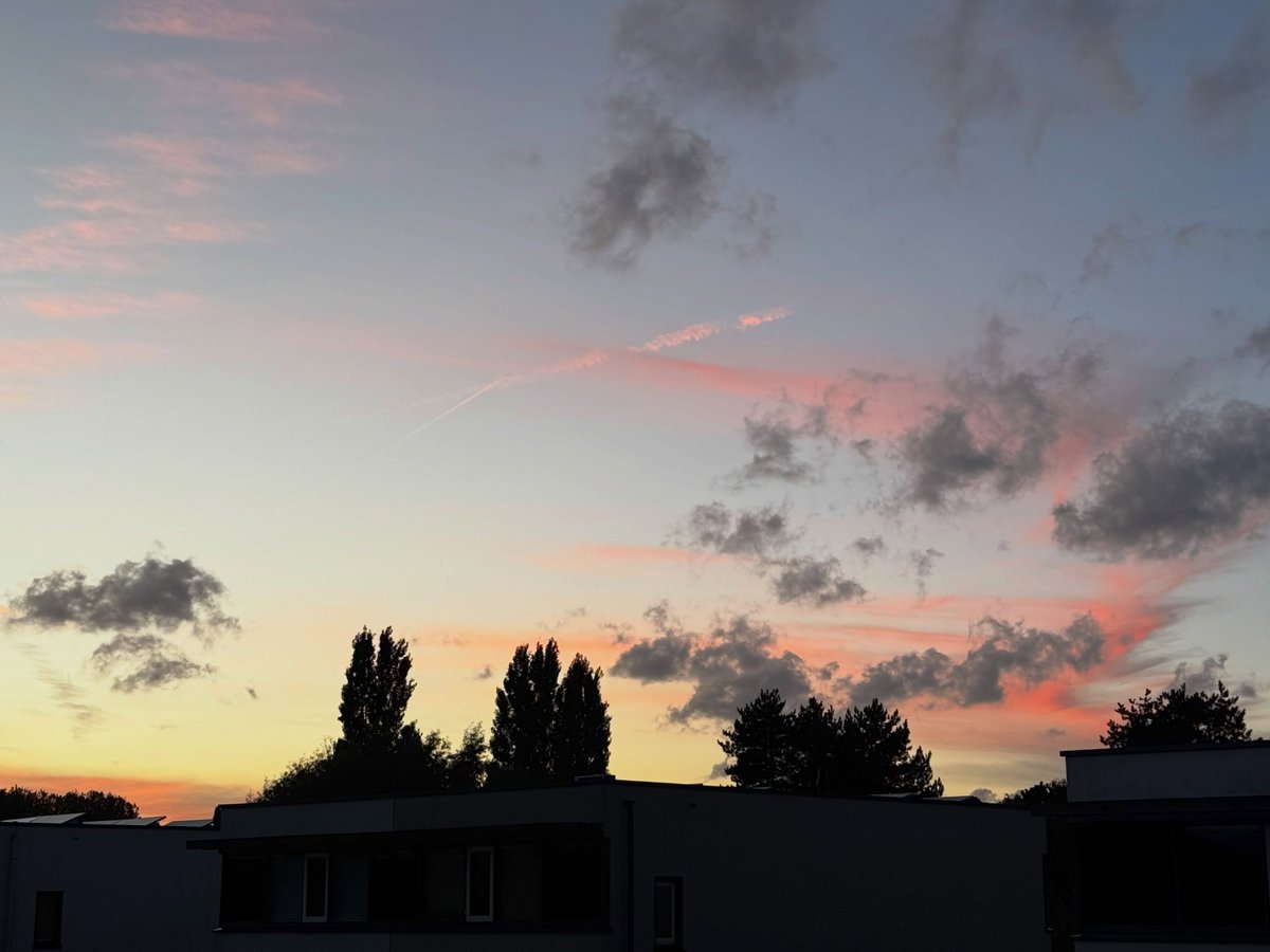 Radio_MG's tweet photo. Sunset colors, tree hugs, and moments worth sharing. https://t.co/5SzxBslROj