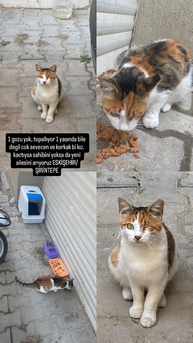 erk3kdov3n's tweet photo. lutfen biri onu evine alabilir mi artik mahvoldum!!!!!! https://t.co/MV6IyPxs7p