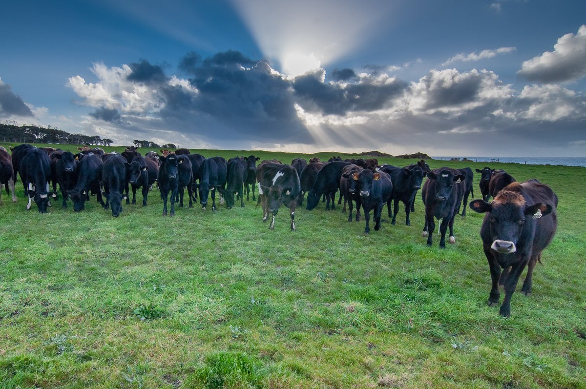 javieralape's tweet photo. Just before the storm breaks, the light turns extraordinary. Crepuscular rays over a Tasmanian paddock, the herd completely unbothered. Great photographs aren’t limited to national parks. You just need to pay attention. Far North West Tasmania. https://t.co/VSL3b0rx5Q