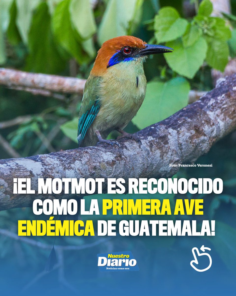 🦜🇬🇹 ¡EL MOTMOT ES RECONOCIDO COMO LA PRIMERA AVE ENDÉMICA DE GUATEMALA! 🇬🇹🐦 Tras una reevaluación taxonómica, la Sociedad Americana de Ornitología (AOS…