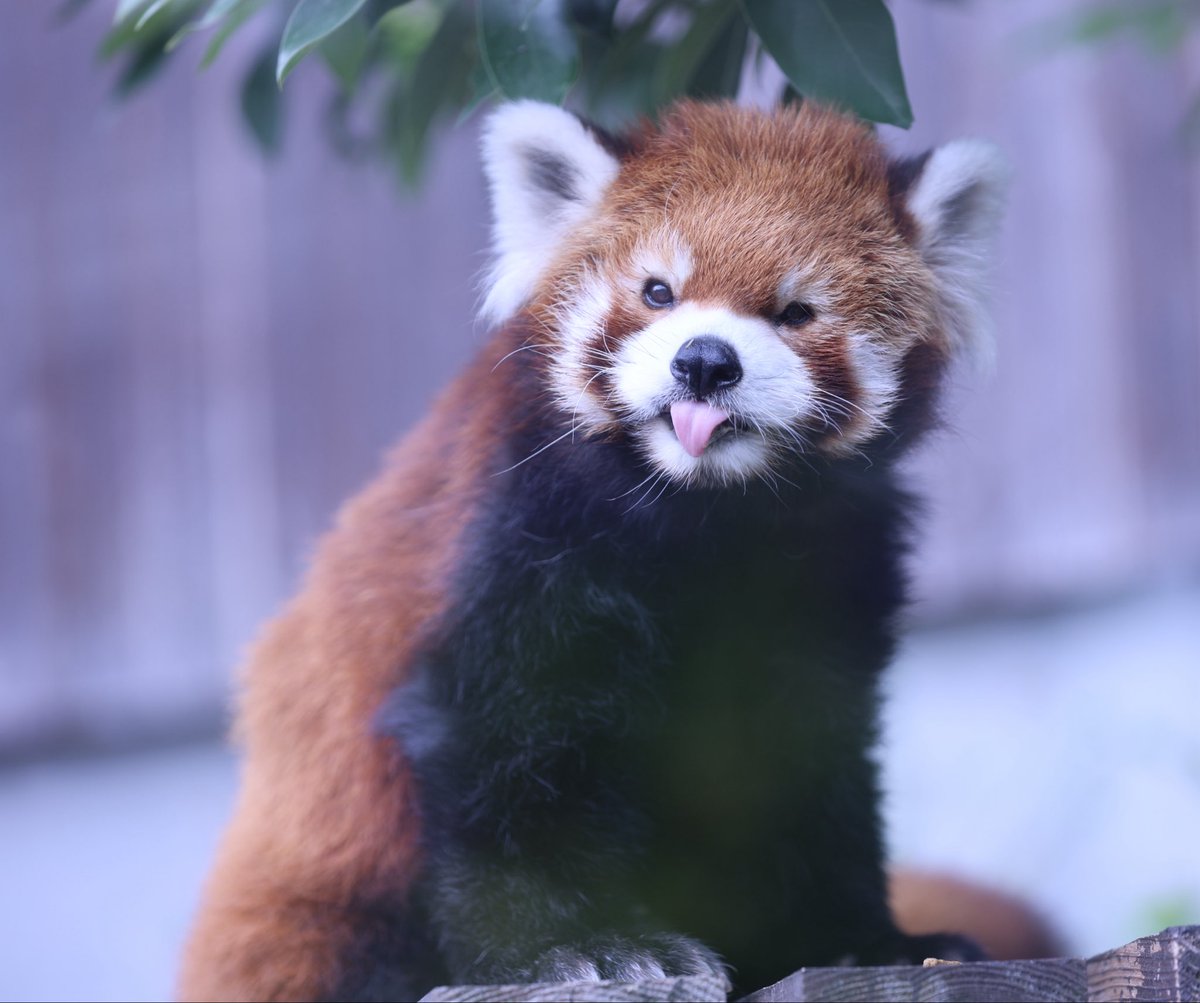 nya_chacha's tweet photo. 凌凌くん✨

#レッサーパンダ  #凌凌
#到津の森公園 https://t.co/ENQxnEBwzj
