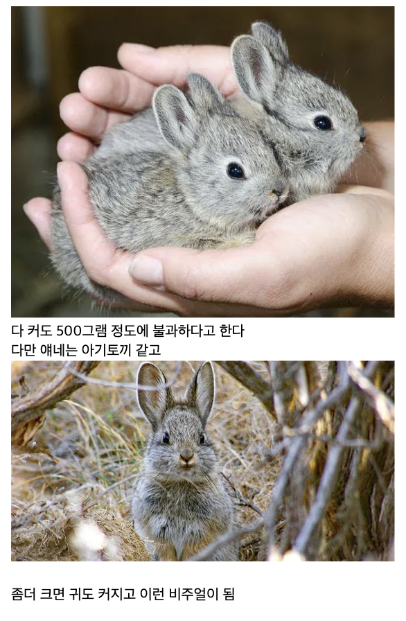 laterinfo_'s tweet photo. 아니 왜케 쪼끄매... 미치겠네 귀여워 죽어 그냥 https://t.co/ggrFnVdxx8
