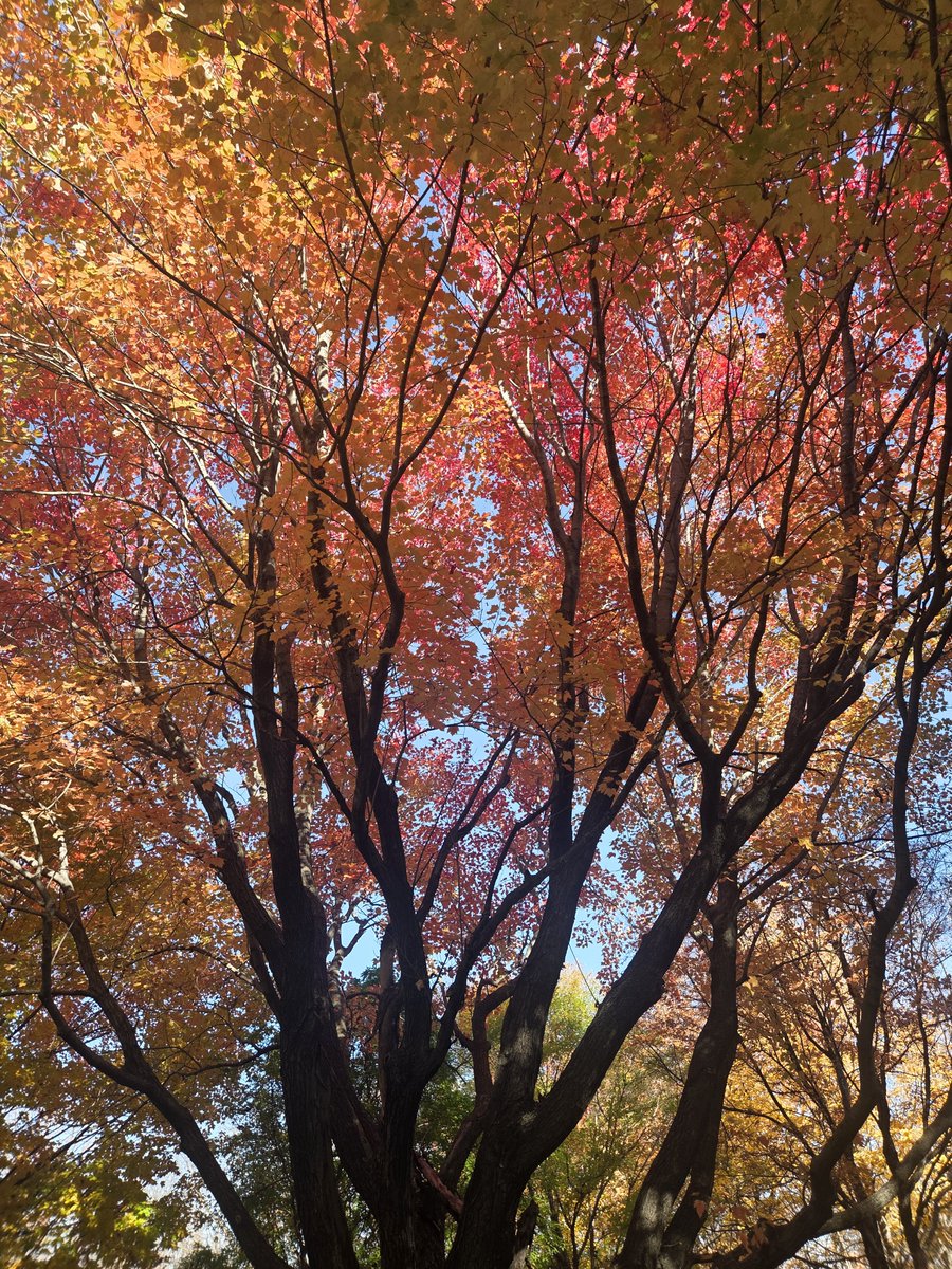 Rager's tweet photo. Been offline today cause the market wasn't worth the time and just enjoyed more peak Autumn colors

Be back on tomorrow https://t.co/ss4Ece8hiK
