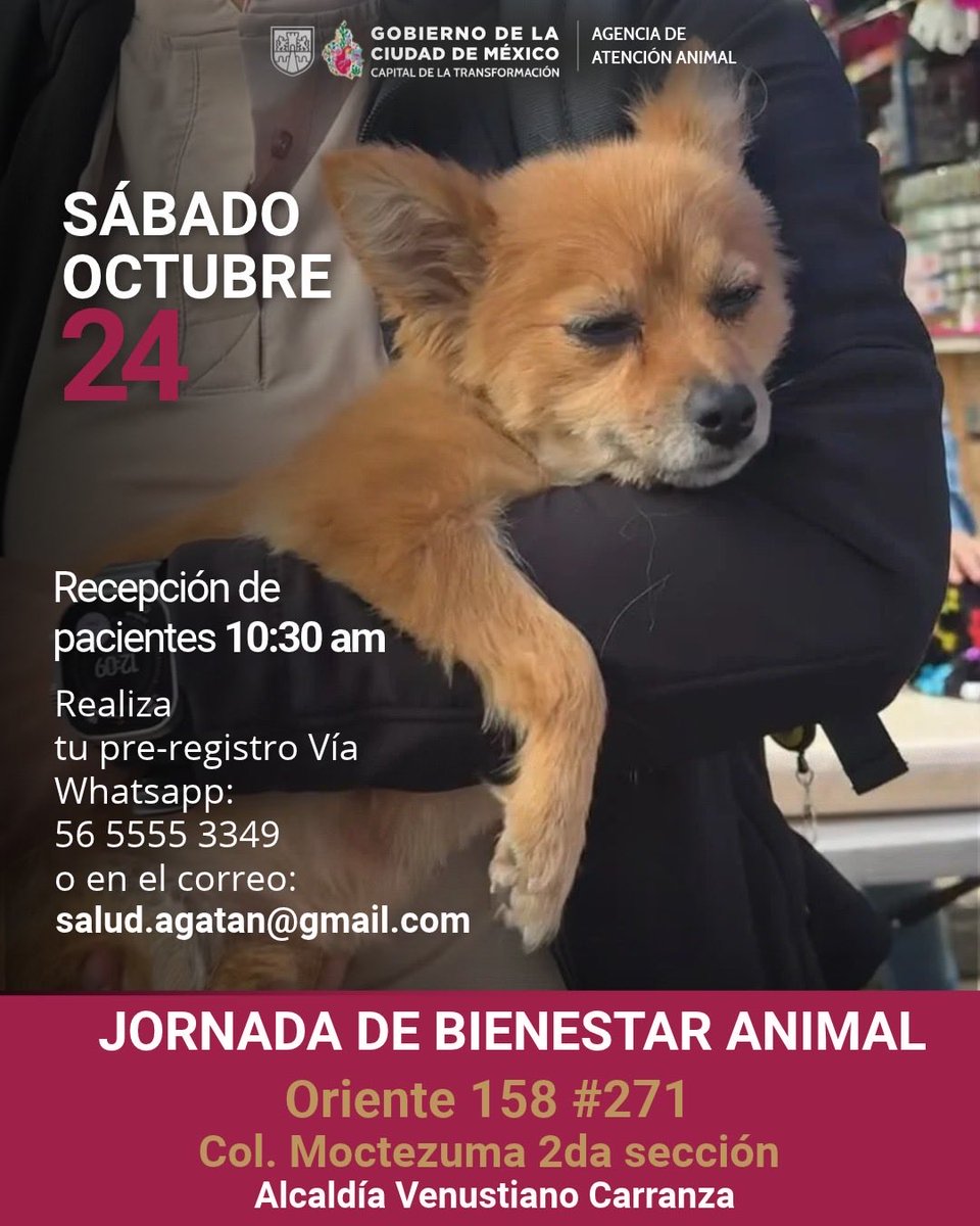 AgatanCdmx's tweet photo. Nuestras próximas Jornada de esterilización y bienestar animal: 🐾🐾🐾🐾🐾🐾🐱  @GobCDMX @ClaraBrugadaM https://t.co/FvDdXk8WY3