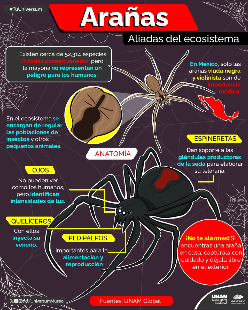 UniversumMuseo's tweet photo. ¡No las mates! 😥🕷
Conoce su importancia aquí 🕸👇

#TuUniversum https://t.co/AjGKntflVH