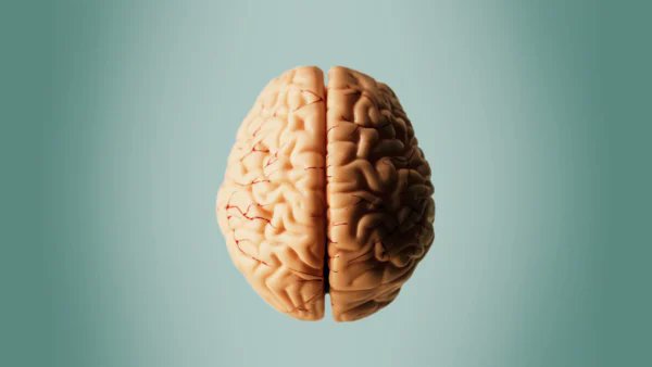 agingdoc1's tweet photo. 'Low-Oxygen' Drug Combination Reverses Parkinson's Symptoms in Mice

https://t.co/u649778P9h https://t.co/Sp5xhje8Va