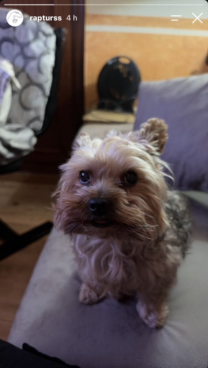 updrapturrs's tweet photo. 📲 | Raptor vía historias de Instagram!

22/10/26

WILLYYYYYY 💞🫂🐾 https://t.co/Y2i7OSTc81