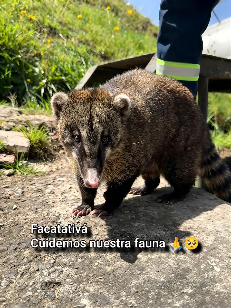 Jessie_Heyder's tweet photo. Facatativá, cuidemos nuestra fauna ⚠️🔍🙏

#fauna #animales #noticias #colombia #hoy https://t.co/K51SavkS8p