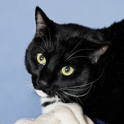 sfspca tweet picture