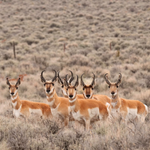 Photo by National Fish and Wildlife Foundation (@NFWFnews)
