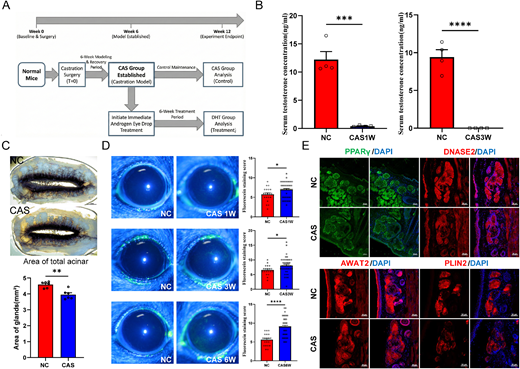 ARVOiovs's tweet photo. Wei Chen et al. from Wenzhou Medical University investigate the cellular dynamics of androgen-deficient meibomian gland dysfunction &amp; elucidate the molecular mechanisms limiting the structural regenerative efficacy of topical dihydrotestosterone treatment
https://t.co/0YOP5bZxsk https://t.co/eOjYiDmLYI