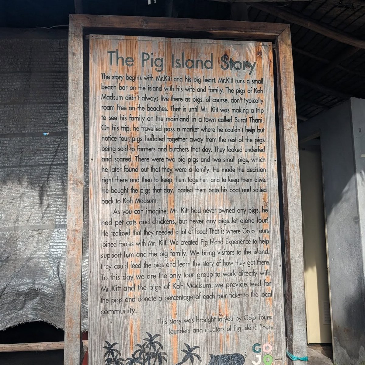 lettysexy's tweet photo. Pig Island, Thailand, is an hour from Koh Samui and a must-visit escape. Relax on the beach, enjoy a cocktail, and meet the gentle wild pigs—you can even feed and pet them. https://t.co/dA8OVGYwVZ