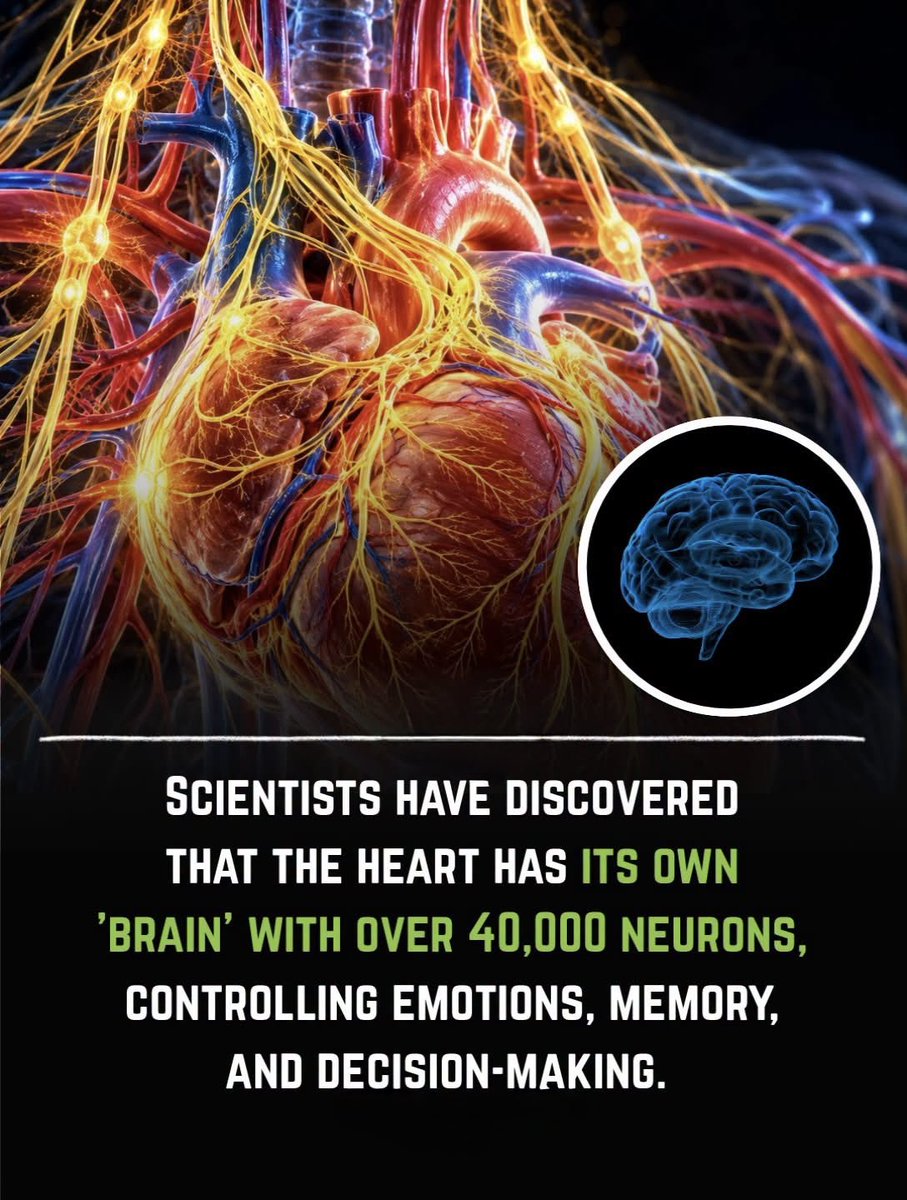 NextScience's tweet photo. ❤️ Your Heart Has Its Own Tiny Network of Neurons — And Scientists Are Still Exploring Its Secrets

Your heart is more than a simple pump. Hidden within it is a network of neurons called the intrinsic cardiac nervous system, sometimes nicknamed the heart’s “little brain.”

These specialized nerve cells help regulate your heartbeat, respond to changes inside your body, and communicate with your brain through a complex network of nerve signals.
But here’s where the mystery deepens: Does your heart actually have a mind of its own?
Not quite. Although this neural network can process certain signals locally and help control heart function, it does not independently create thoughts, store personal memories, or make decisions like your brain does.

The real wonder is the connection between your heart and brain. They constantly communicate, working together to help your body respond to stress, exercise, and changes in your surroundings.

Sometimes, the science behind your body is even more fascinating than the myths!

Scientific source:
Hafez, O. A., & Chang, R. B. (2025). Regulation of cardiac function by the autonomic nervous system. Physiology, 40(3)