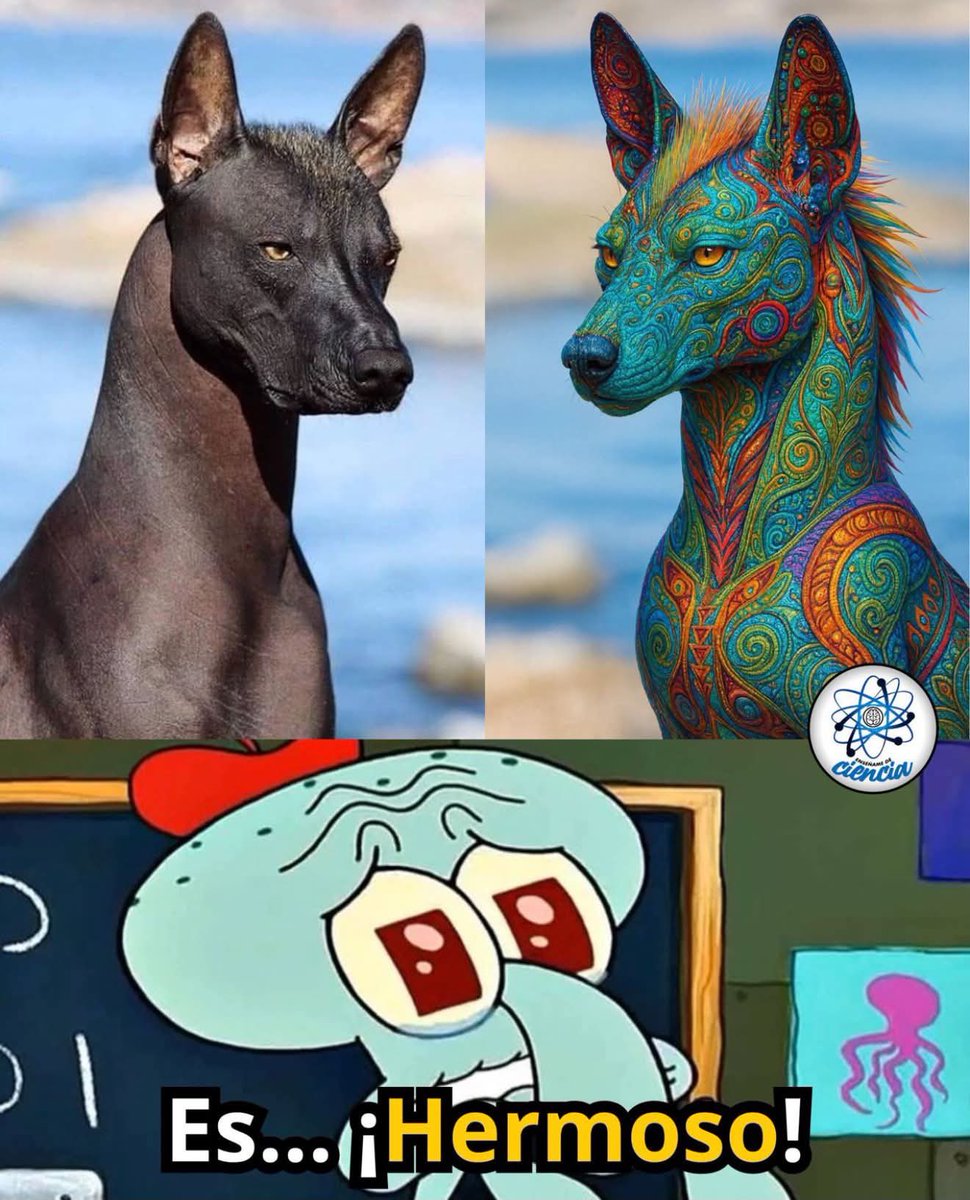 EnsedeCiencia's tweet photo. El famoso Xoloitzcuintle (perro mexicano sin pelo), considerado por los mexicas como un animal sagrado y un guía de los muertos hacia el Mictlán (inframundo).

Hoy en día, el Xoloitzcuintle es Patrimonio Cultural. https://t.co/3yiS0xXbwt