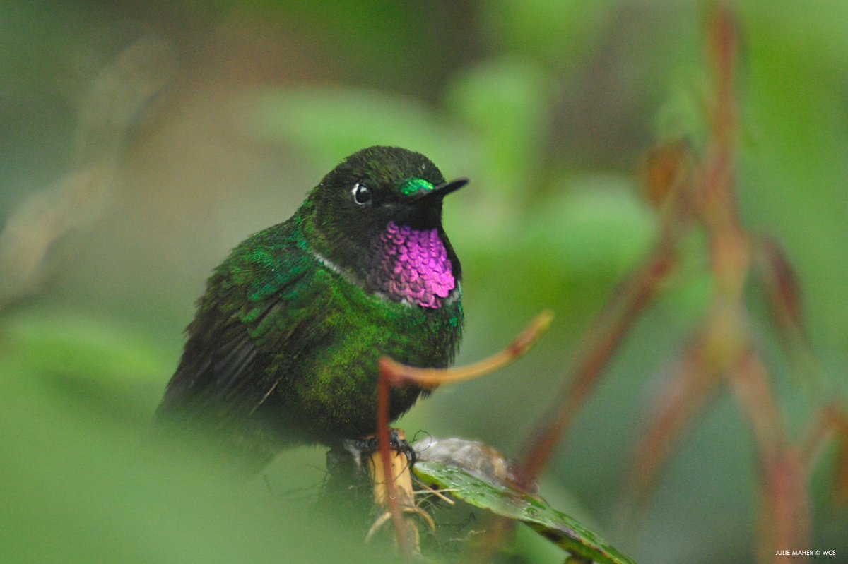 TheWCS's tweet photo. Governments cannot successfully protect species, restore ecosystems, or conserve important natural areas if decisions about land and ocean use continue to ignore biodiversity, says a new paper co-authored by WCS. https://t.co/MsBdSJu8Hq #COP17Armenia https://t.co/lWkyxvsCrL