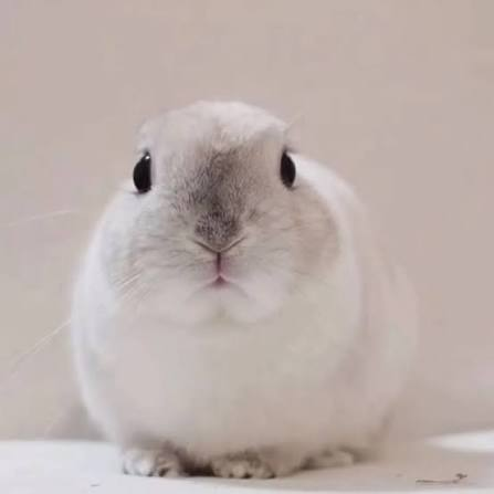 tgirlcuddles's tweet photo. you might think bunny has no ears, but bunny is just hiding them! 🐰🐰💜 https://t.co/YrDQL1ebEC