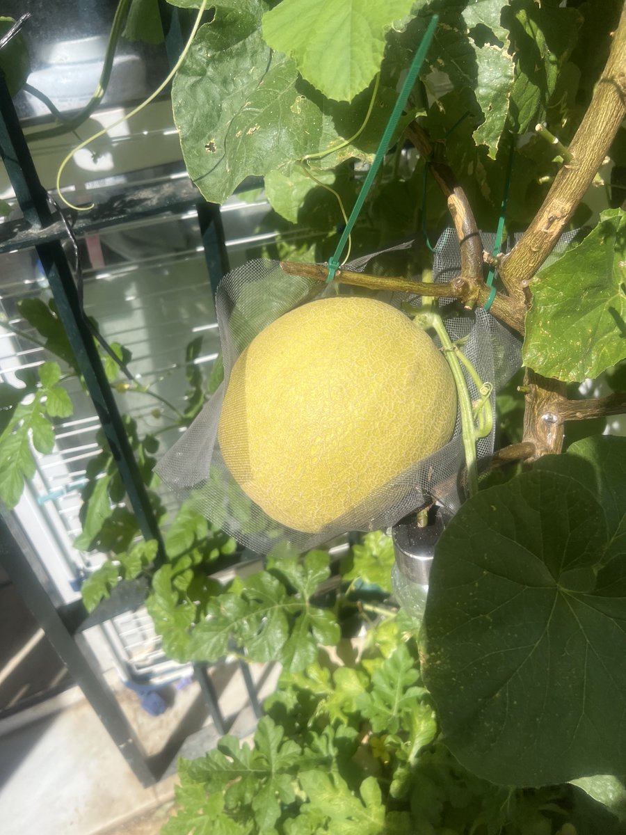 VAMPI10RM's tweet photo. Melon cultivado en Hidroponia... https://t.co/Aunylsrwtk