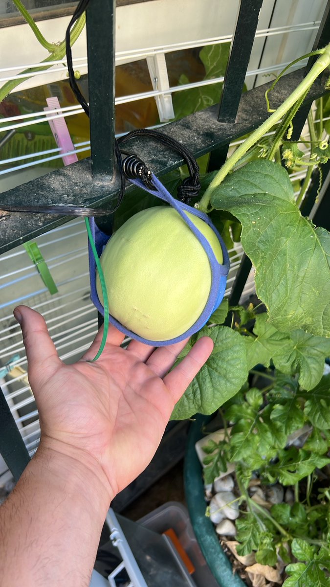 VAMPI10RM's tweet photo. Melon cultivado en Hidroponia... https://t.co/Aunylsrwtk