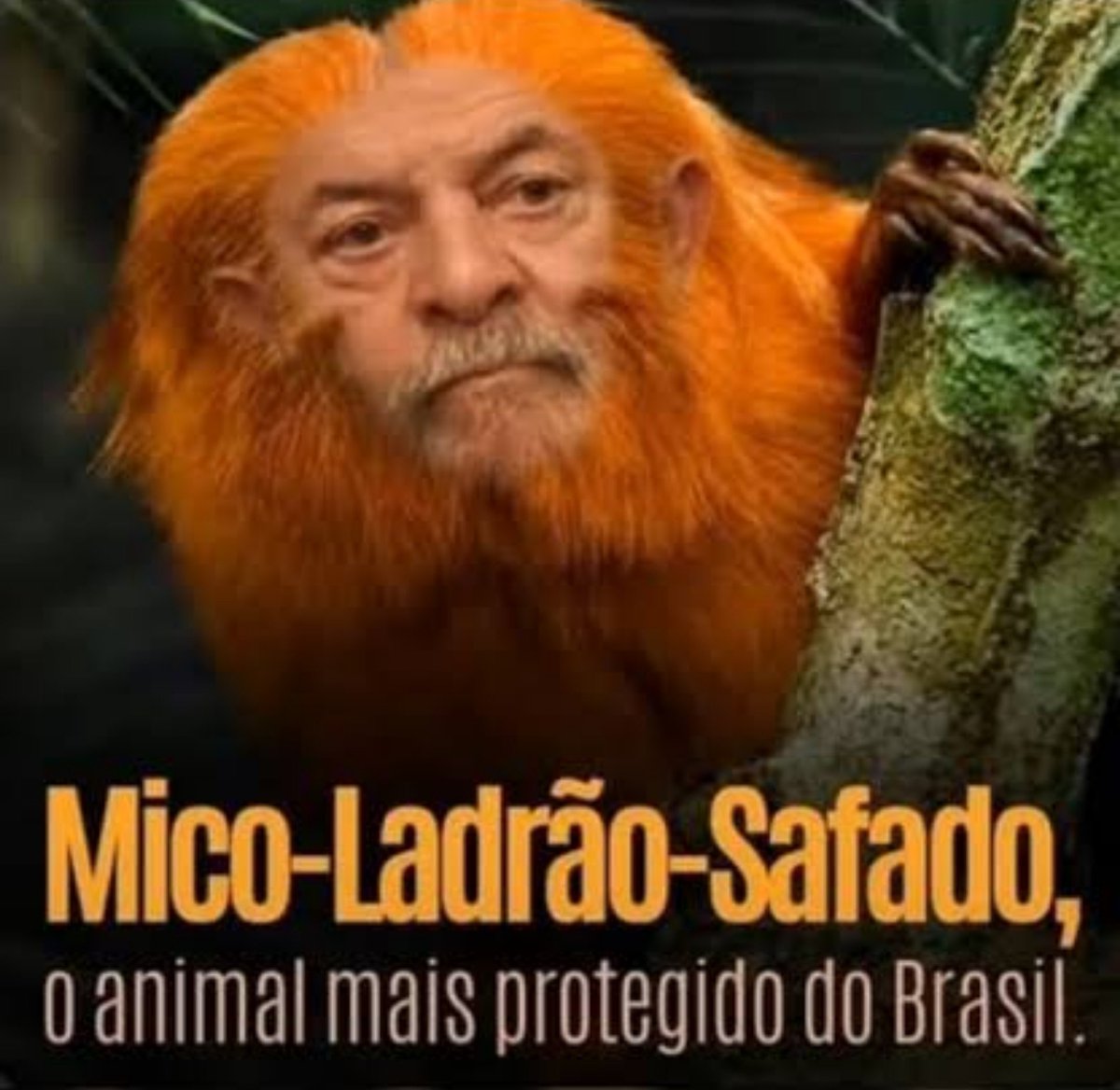 comerflores's tweet photo. Agora um mico: https://t.co/5HdYBQ3APP
