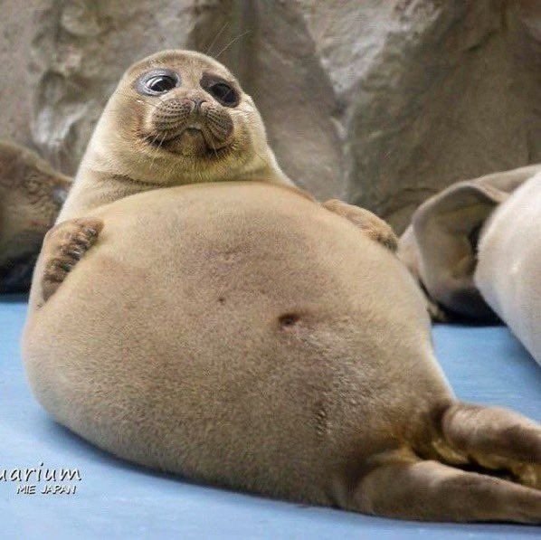 cheriemonkie's tweet photo. this might make it break my audience w this tummy thursday post...big reveal that I am a fat chud irl... sorry chat https://t.co/hExlfbVolC