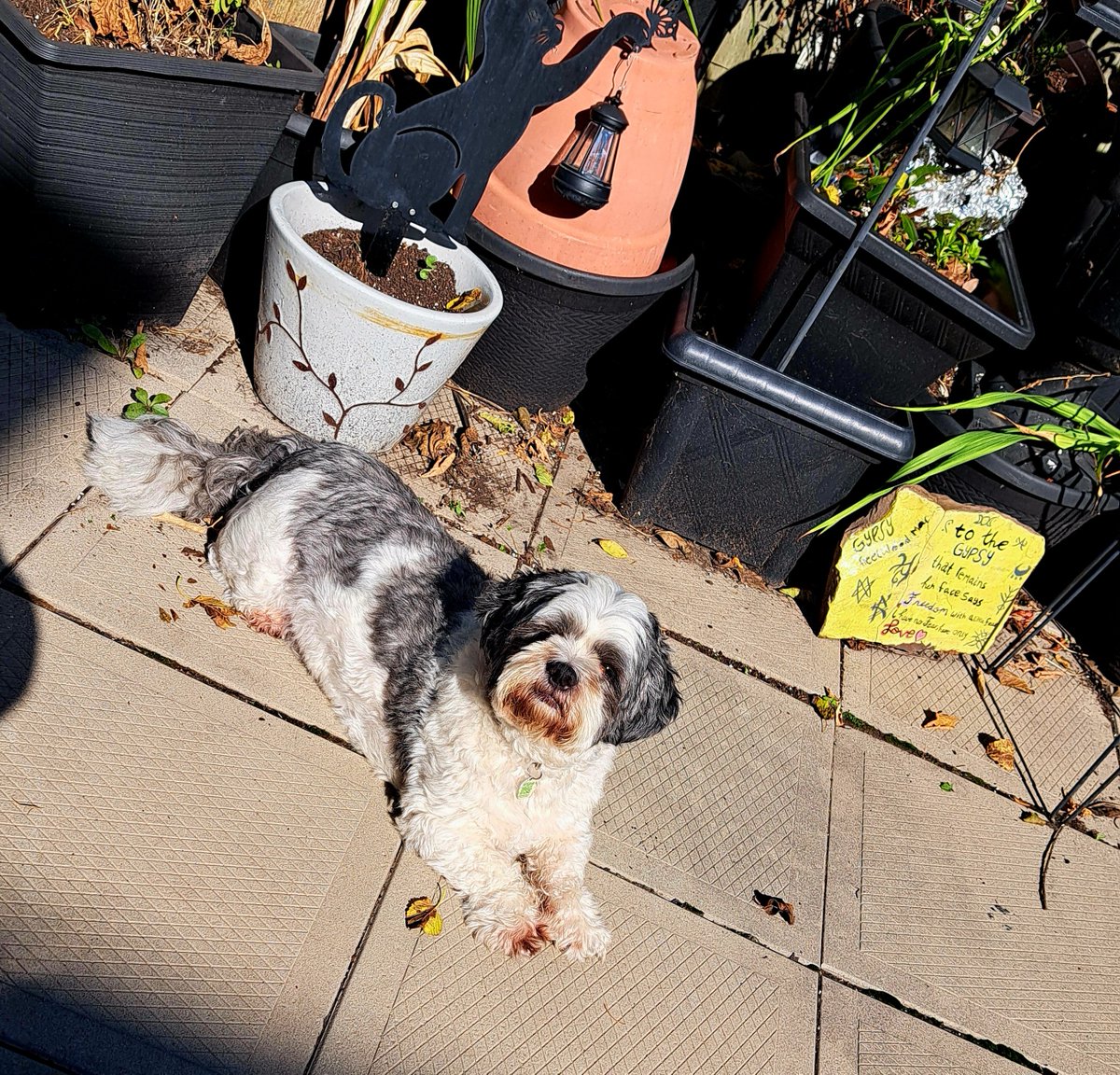 InkedDeviant's tweet photo. Sunny Fall Days...

#LilGeorgie #shihtzu #sidekick https://t.co/1rEBy5AHVj