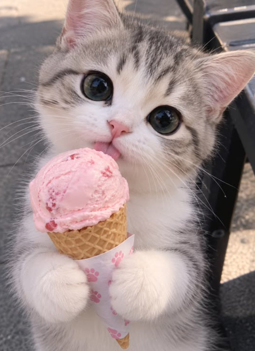 PinkGlitters_'s tweet photo. Spotted the cat with Ice cream 🍦 https://t.co/ETWDOtFLZ9